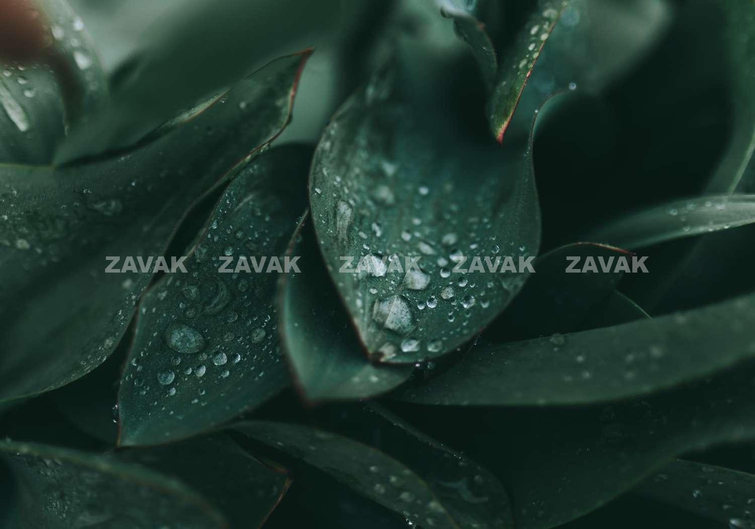cole keister 8V1gfeaPP1Y unsplash